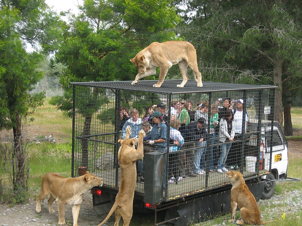 Lion feeding at Orana Wildlife Park