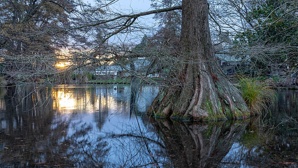 Tranquil pond in the Christchurch Botanic Gardens